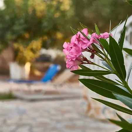 拉尼娅别墅/扎金索斯德罗西亚度假屋 * 基普塞利