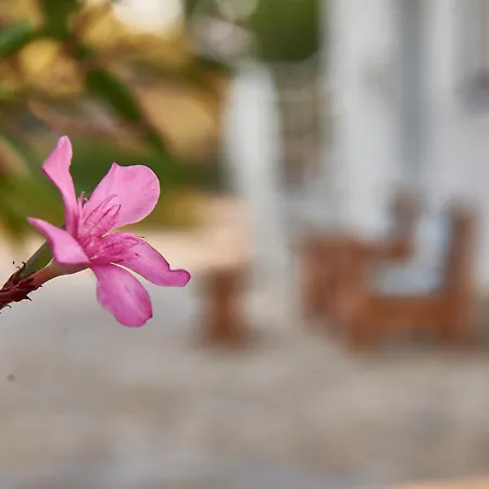 Rania / Zante Drosia Kypseli