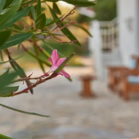 拉尼娅别墅/扎金索斯德罗西亚度假屋 * 基普塞利