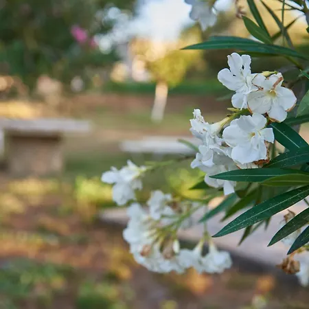 度假居 拉尼娅别墅/扎金索斯德罗西亚度假屋 *