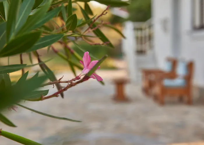Rania / Zante Drosia * Kypseli