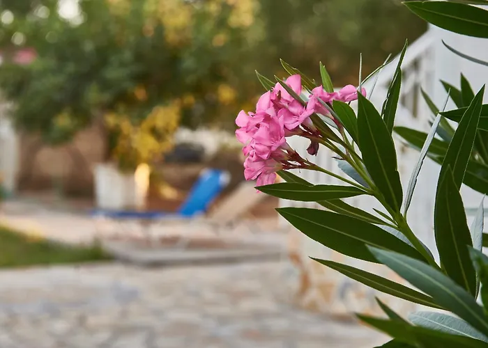 Rania / Zante Drosia * Kypseli