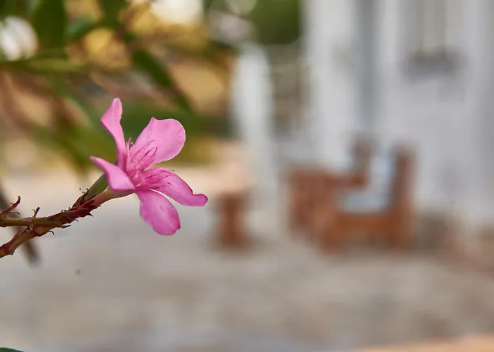 Rania / Zante Drosia Kypseli